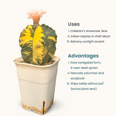 Astrophytum nudum columnare variegated