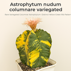 Astrophytum nudum columnare variegated