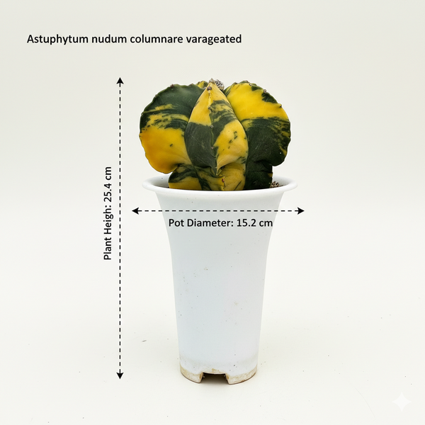 Astrophytum nudum columnare variegated