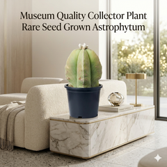 Astrophytum nudum cv. ragonesei