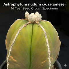 Astrophytum nudum cv. ragonesei