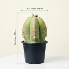 Astrophytum nudum cv. ragonesei