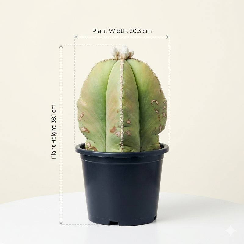 Astrophytum nudum cv. ragonesei