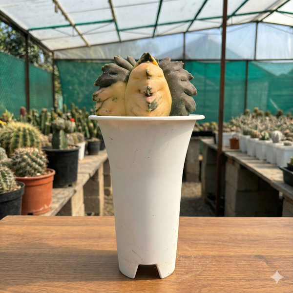 Astrophytum nudum cv Ball Kikko Variegated