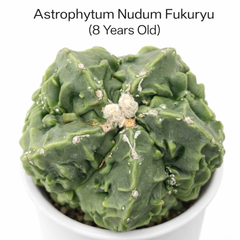 Astrophytum nudum cv fukuryu