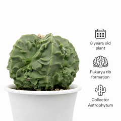 Astrophytum nudum cv fukuryu