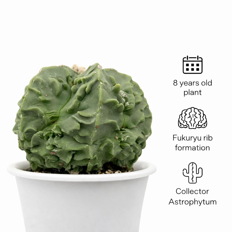 Astrophytum nudum cv fukuryu