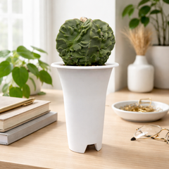 Astrophytum nudum cv fukuryu