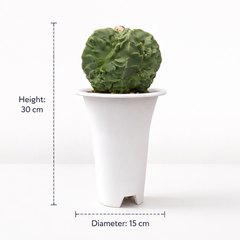 Astrophytum nudum cv fukuryu