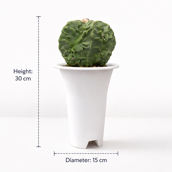 Astrophytum nudum cv fukuryu