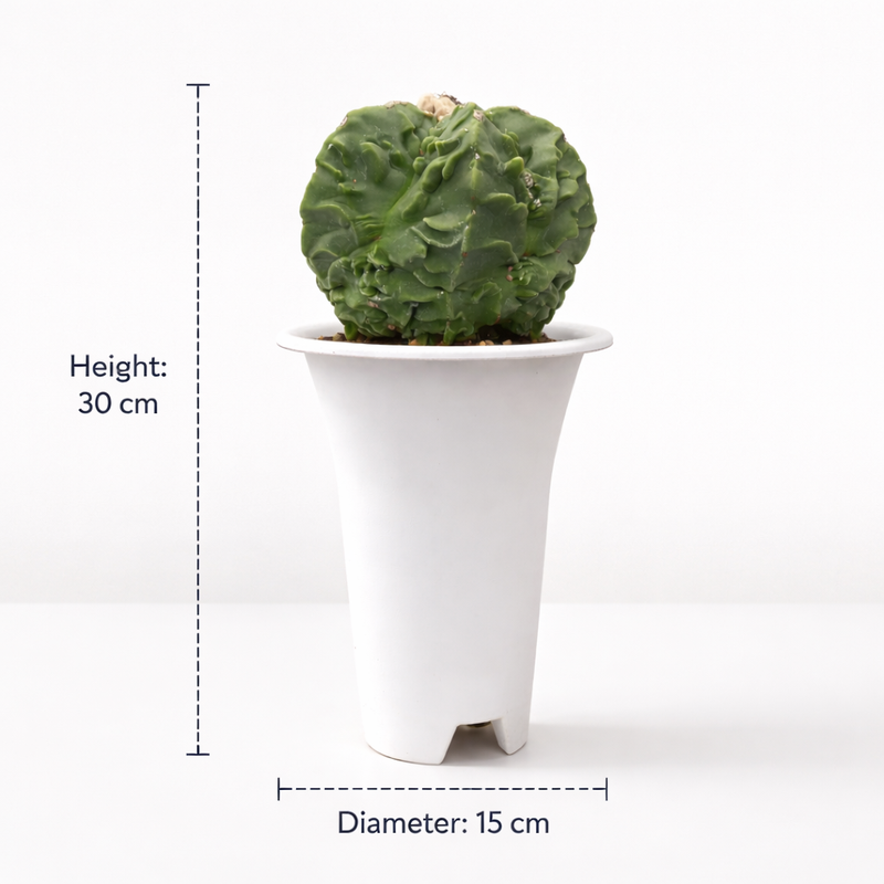 Astrophytum nudum cv fukuryu