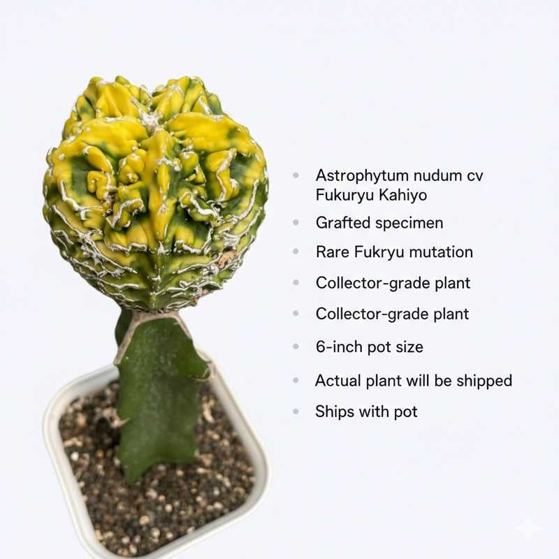 Astrophytum nudum cv fukuryu kahiyo