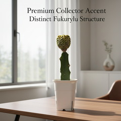 Astrophytum nudum cv fukuryu kahiyo