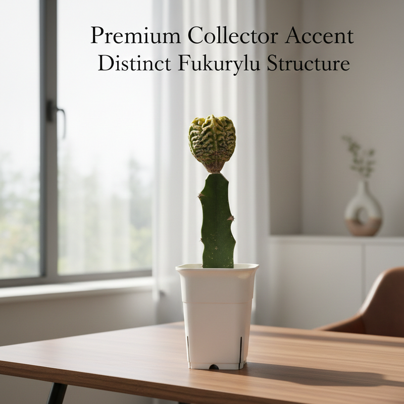 Astrophytum nudum cv fukuryu kahiyo