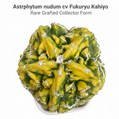 Astrophytum nudum cv fukuryu kahiyo