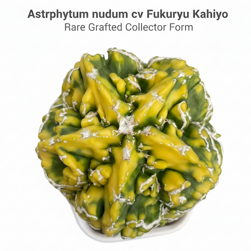 Astrophytum nudum cv fukuryu kahiyo