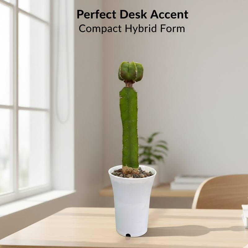 Astrophytum nudum  hybrid