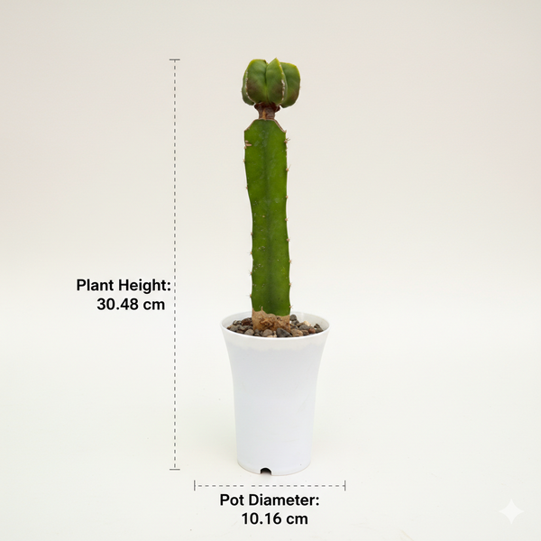 Astrophytum nudum  hybrid
