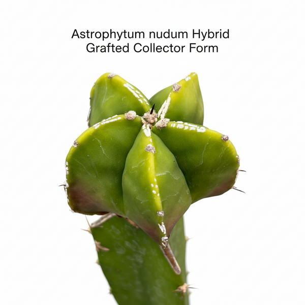 Astrophytum nudum  hybrid