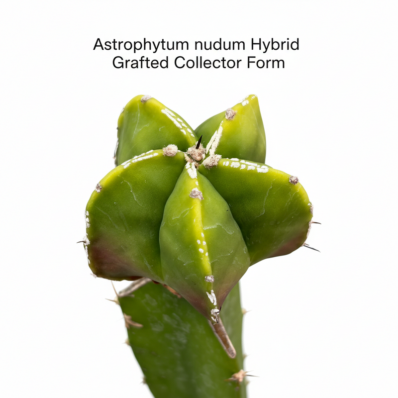 Astrophytum nudum  hybrid