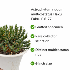 Euphorbia flanaganii