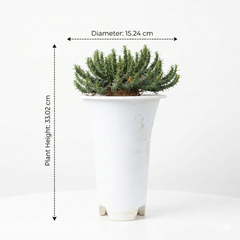 Euphorbia flanaganii