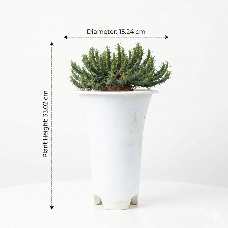 Euphorbia flanaganii