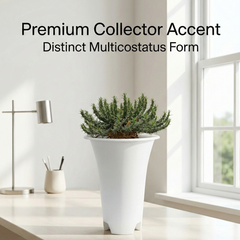 Euphorbia flanaganii