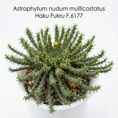 Euphorbia flanaganii