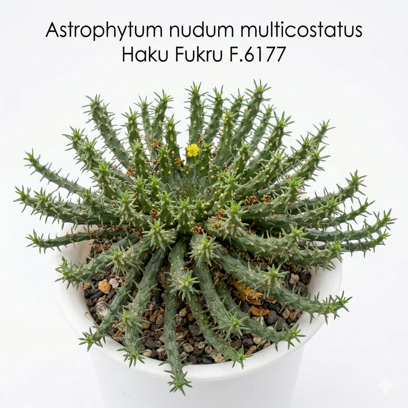 Euphorbia flanaganii