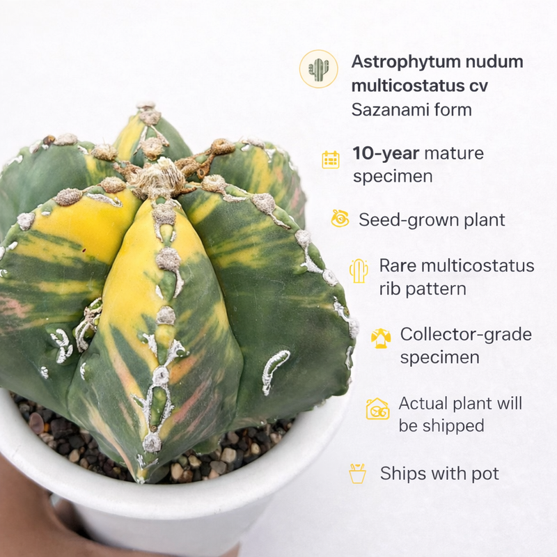 Astrophytum nudum multicostatus cv Sazanami