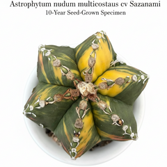 Astrophytum nudum multicostatus cv Sazanami