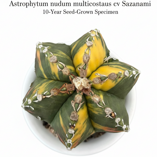 Astrophytum nudum multicostatus cv Sazanami