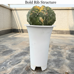 Astrophytum nudum multicostatus cv Sazanami