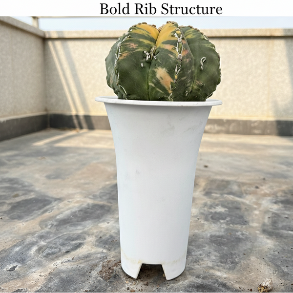 Astrophytum nudum multicostatus cv Sazanami