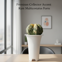 Astrophytum nudum multicostatus cv Sazanami