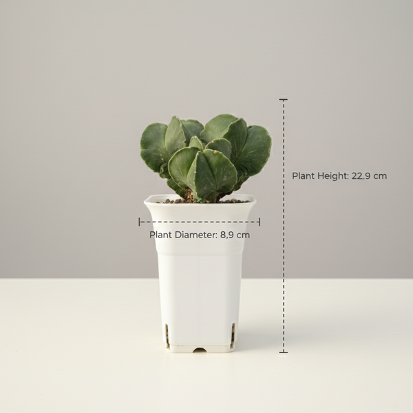 Astrophytum nudam multihead