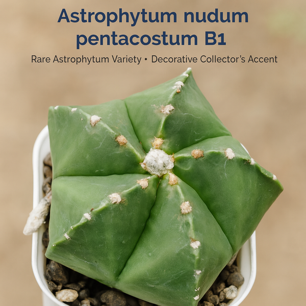 Astrophytum nudum pentacostum B1