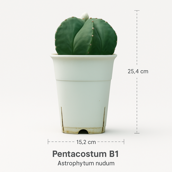 Astrophytum nudum pentacostum B1