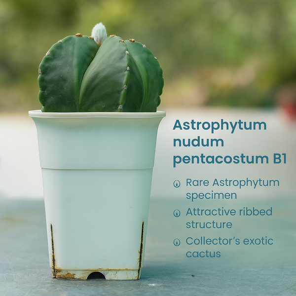 Astrophytum nudum pentacostum B1