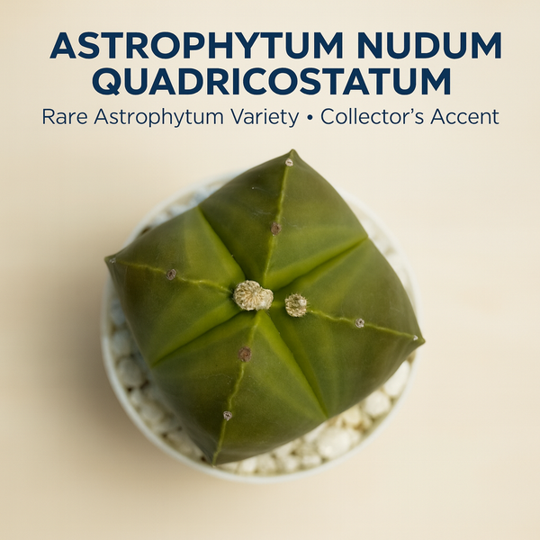 Astrophytum nudum quadricostatum