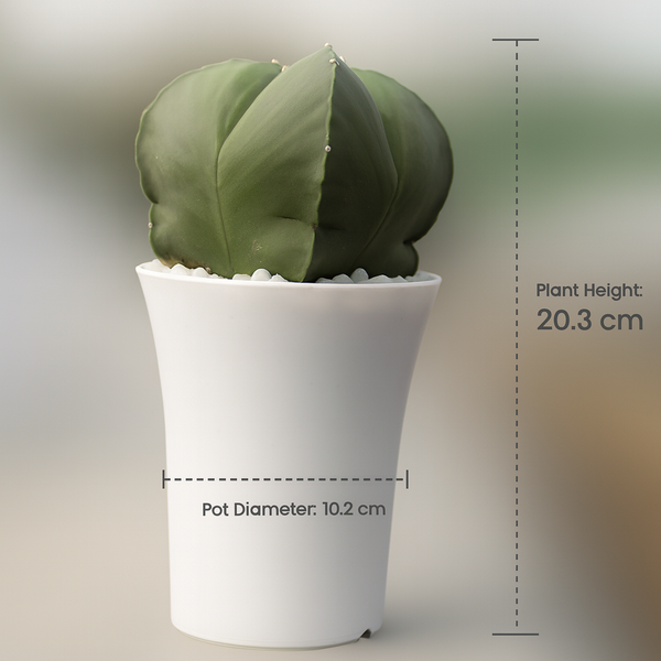 Astrophytum nudum quadricostatum