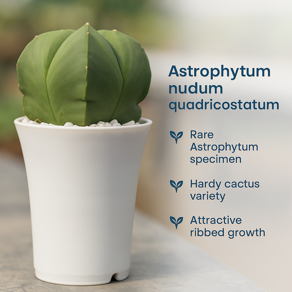 Astrophytum nudum quadricostatum