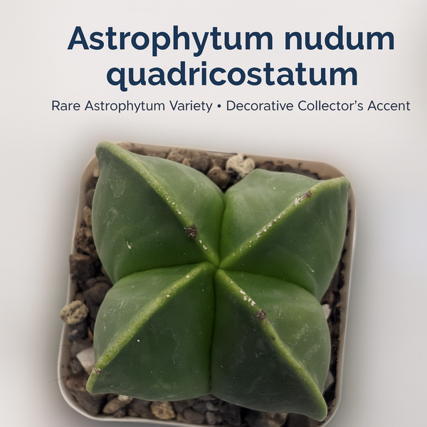 Astrophytum nudum quadricostatum