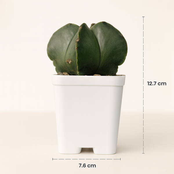 Astrophytum nudum quadricostatum