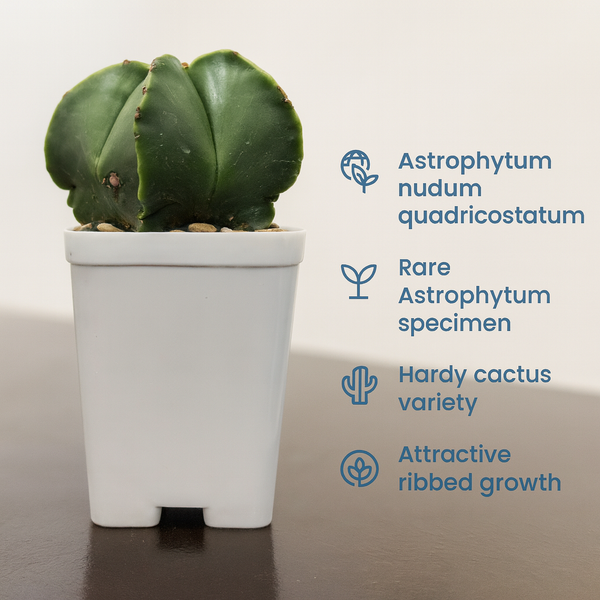 Astrophytum nudum quadricostatum