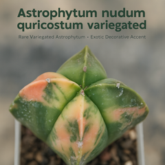 Astrophytum nudum quricostum variegated