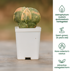 Astrophytum nudum quricostum variegated