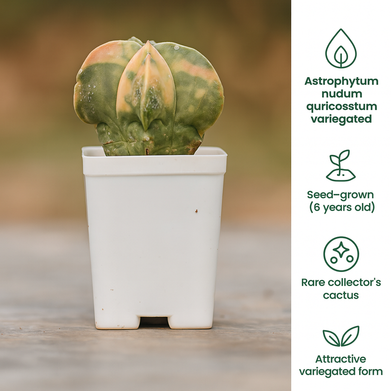 Astrophytum nudum quricostum variegated