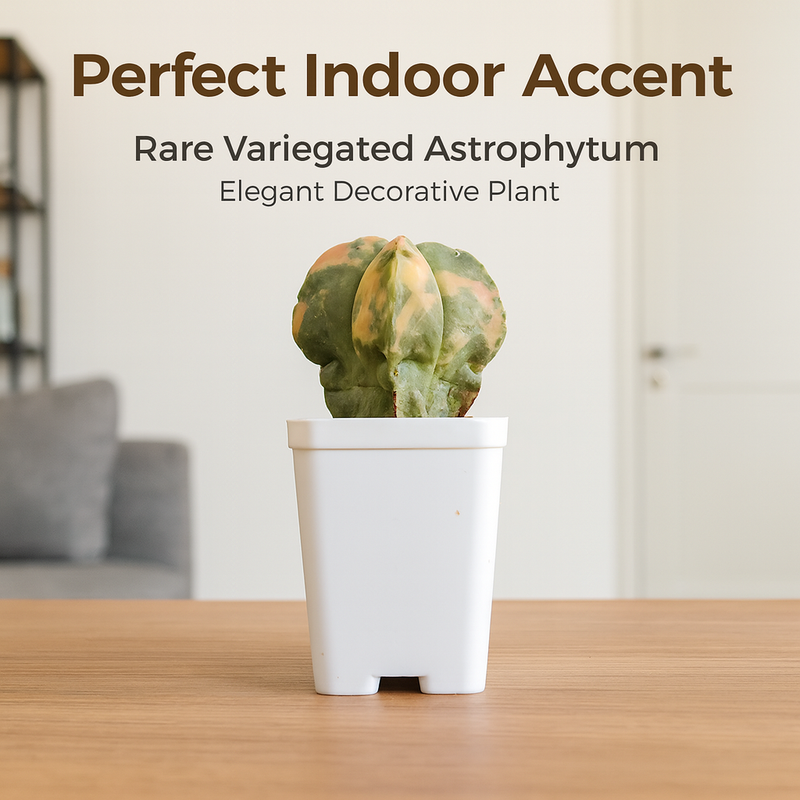 Astrophytum nudum quricostum variegated